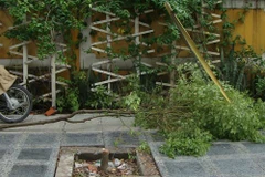 Thái Bình: Ngang nhiên chặt cây quý trên đường Trần Hưng Đạo