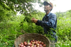 Du khách hào hứng dự ngày hội hái quả trên cao nguyên Mộc Châu