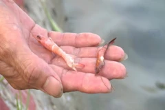 Tôm chết do bệnh đốm trắng. (Ảnh Vũ Quang/TTXVN)