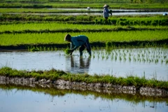 Nông dân làm việc trên cánh đồng lúa ở Japakeh, gần Banda Aceh, Indonesia. (Ảnh: AFP/TTXVN)