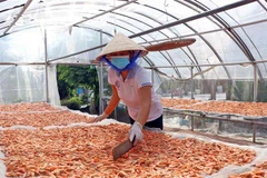 Đặc sản tôm khô Cà Mau. (Ảnh: Huỳnh Anh/TTXVN)