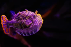 Một con cá nóc hòm cảnh tại Thủy cung Birch ở San Diego (Mỹ). (Nguồn: CNN/Ảnh chụp màn hình)