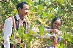 (Ảnh minh họa. Kim Phương/TTXVN)