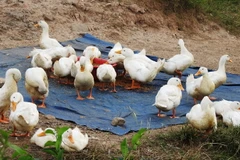 (Ảnh: Thanh Tân/TTXVN)