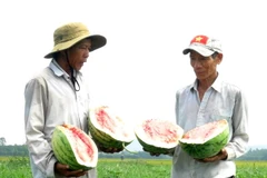 Dưa hấu của người dân xã Tịnh Hiệp, huyện Sơn Tịnh đến thời kỳ cho thu hoạch nhưng thương lái không thu mua nên phải để lại ngoài đồng ruộng. (Ảnh: Phước Ngọc/TTXVN)