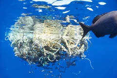 Ảnh minh họa. (Nguồn: coastalcare.org)