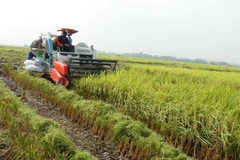 [Video] Tình trạng xã hội đen lộng hành vùng quê ở Hưng Yên