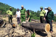 Công an tỉnh Bình Định kiểm tra hiện trường vụ phá gần 61ha rừng. (Ảnh: Nguyên Linh/TTXVN)