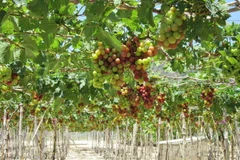 Vườn nho chuẩn bị cho thu hoạch. (Ảnh: Nguyễn Thành/TTXVN)