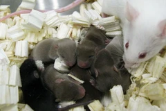Chuột con sinh ra từ tinh trùng được lưu trữ trên trạm không gian trong 9 tháng. (Nguồn: sciencemag.org)