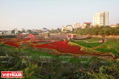 [Photo] Muôn hoa thi nhau khoe sắc tại thung lũng hoa Hồ Tây