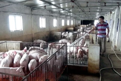 (Ảnh minh họa. Tá Chuyên/TTXVN)