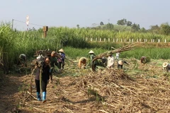 (Ảnh minh họa. Văn Tý/TTXVN)