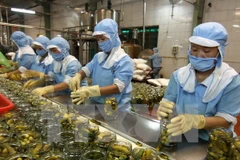 Chế biến nông sản xuất khẩu. (Ảnh: Vũ Sinh/TTXVN)