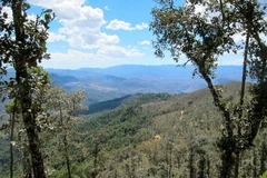 Một khu rừng ở Mexico. (Nguồn: selkirk.ca)