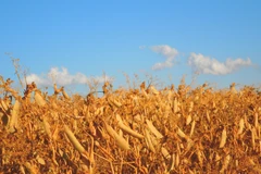 Hạn hán đang gây ảnh hưởng không nhỏ tới nền nông nghiệp Mỹ. (Nguồn: Agweek)