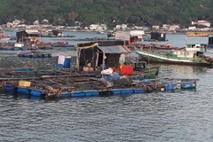 Cá lồng bè bị chết hàng loạt tại khu vực nuôi ở Hòn Tre. (Ảnh: Lê Sen/TTXVN)