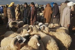 Ảnh minh họa. (Nguồn: The Spruce)