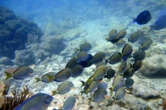 Hệ sinh thái dưới biển ở làng chài Chichiriviche tại Venezuela. (Nguồn: TripAdvisor)