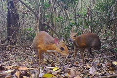 Hươu chuột "tái xuất" tại Việt Nam. (Nguồn: Socialforestry)