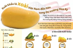 Xuất khẩu lô xoài Việt Nam đầu tiên sang thị trường Mỹ. (Nguồn: TTXVN)