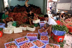 Sơ chế đóng gói vải thiều xuất khẩu tại một cơ sở ở xã Hồng Giang, huyện Lục Ngạn. (Ảnh: Vũ Sinh/TTXVN)