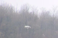 Một mảnh máy bay bị mắc trên cây. (Nguồn: WCAX)