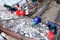 Thu hoạch cá tra. (Nguồn: TTXVN)