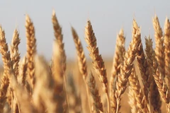 Một cánh đồng lúa tại Mỹ. (Nguồn: Grains)