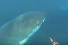 Khoảnh khắc con cá mập trắng chuẩn bị cắn thợ lặn. (Nguồn: Unilad)