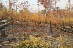 Một vụ phá rừng ở biên giới huyện Ia Grai, tỉnh Gia Lai