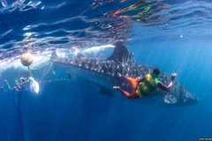 (Ảnh: Carters News Agency)