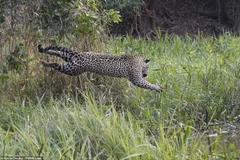 (Nguồn: Freedom Phoenix)