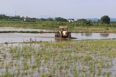 (Ảnh minh họa: Mạnh Minh/TTXVN)