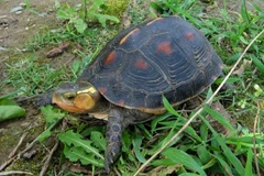Một giống rùa quý nằm trong danh sách bị đánh cắp. (Nguồn: Phys)