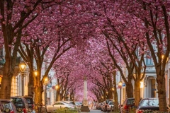 Hoa anh đào nở rộ trên khắp nẻo đường thành phố Bonn của Đức. (Nguồn: PandoTrip.com)