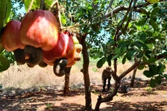 Người dân thu hoạch điều đầu vụ tại xã Đức Hạnh, Bù Gia Mập (Bình Phước). (Ảnh: K GỬIH/TTXVN)