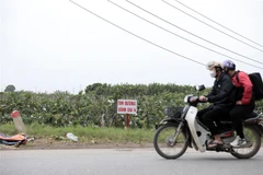 Ảnh minh họa. (Ảnh: Huy Hùng/TTXVN)