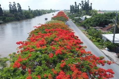 Những ngày cuối tháng Năm, hàng phượng vỹ với hàng trăm cây, dài khoảng 4km chạy dọc theo tuyến Quốc lộ 80 đoạn qua địa bàn xã Bình Thành, huyện Lấp Vò (tỉnh Đồng Tháp) đang rực rỡ một màu đỏ đẹp đến nao lòng. (Ảnh: Nhựt An/TTXVN)