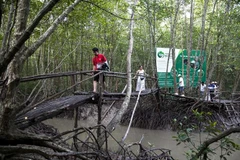 Du khách tham gia tour xuyên rừng Đất Mũi Cà Mau. (Ảnh: Hồng Đạt/TTXVN)