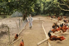 Ảnh minh họa. (Ảnh: Vũ Sinh/TTXVN)