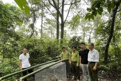 Hạt Kiểm lâm huyện Tam Dương, tỉnh Vĩnh Phúc cùng Ban Quản lý Rừng Quốc gia Tam Đảo tổ chức thả cá thể khỉ đuôi lợn về môi trường rừng tự nhiên. (Ảnh: TTXVN phát)