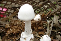 Nấm độc tán trắng (Amanita verna). (Nguồn: Bệnh viện Bạch Mai)