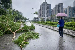 Cây cối gãy đổ khi bão Saola đổ bộ vào Tseung Kwan O, Hong Kong (Trung Quốc) ngày 2/9/2023. (Ảnh: AFP/TTXVN)