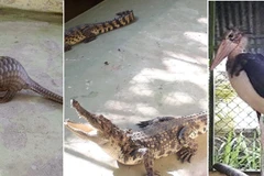 Các cá thể động vật hoang dã được lực lượng Kiểm lâm Tây Ninh tiếp nhận. (Nguồn: Tây Ninh Online)