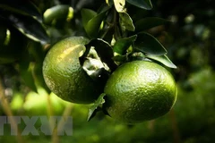 Cam sành. (Ảnh minh họa: TTXVN)