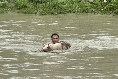 Người dân xã Tả Phời di dời vật nuôi. (Ảnh: Quốc Khánh/TTXVN)