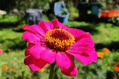 Bức ảnh do nghiên cứu sinh Ruby E. Stephens, tác giả chính của nghiên cứu cung cấp. (Nguồn: UNSW Sydney)