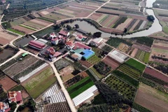 Diện tích chuyển đổi từ trồng lúa sang mô hình trồng hoa cây cảnh đem lại kinh tế cao tại xã Mễ Sở, huyện Văn Giang (Hưng Yên). (Ảnh: Phạm Kiên/TTXVN)