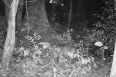 Hình ảnh cá thể nghi là Sao La trong rừng Vườn Quốc gia Phong Nha-Kẻ Bàng hồi năm 2019. (Nguồn: Quảng Bình Online)